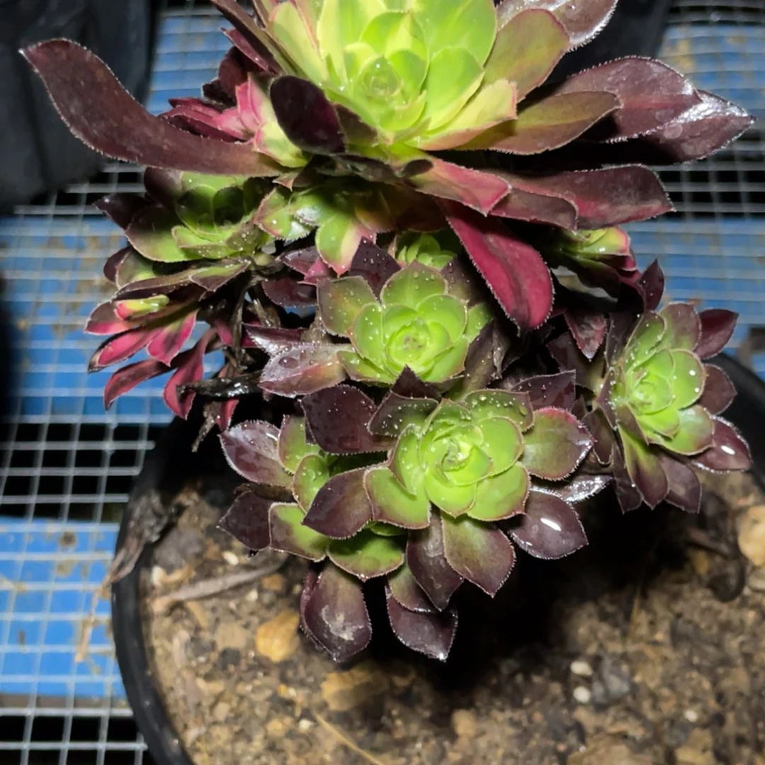 法师锦多肉花蝴蝶1颗