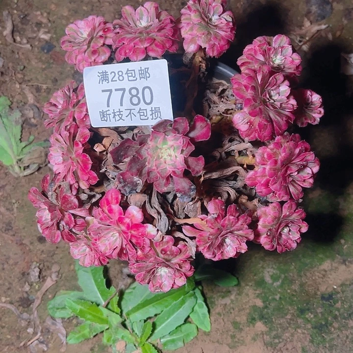 怎***/7780红铜白多肉植物
