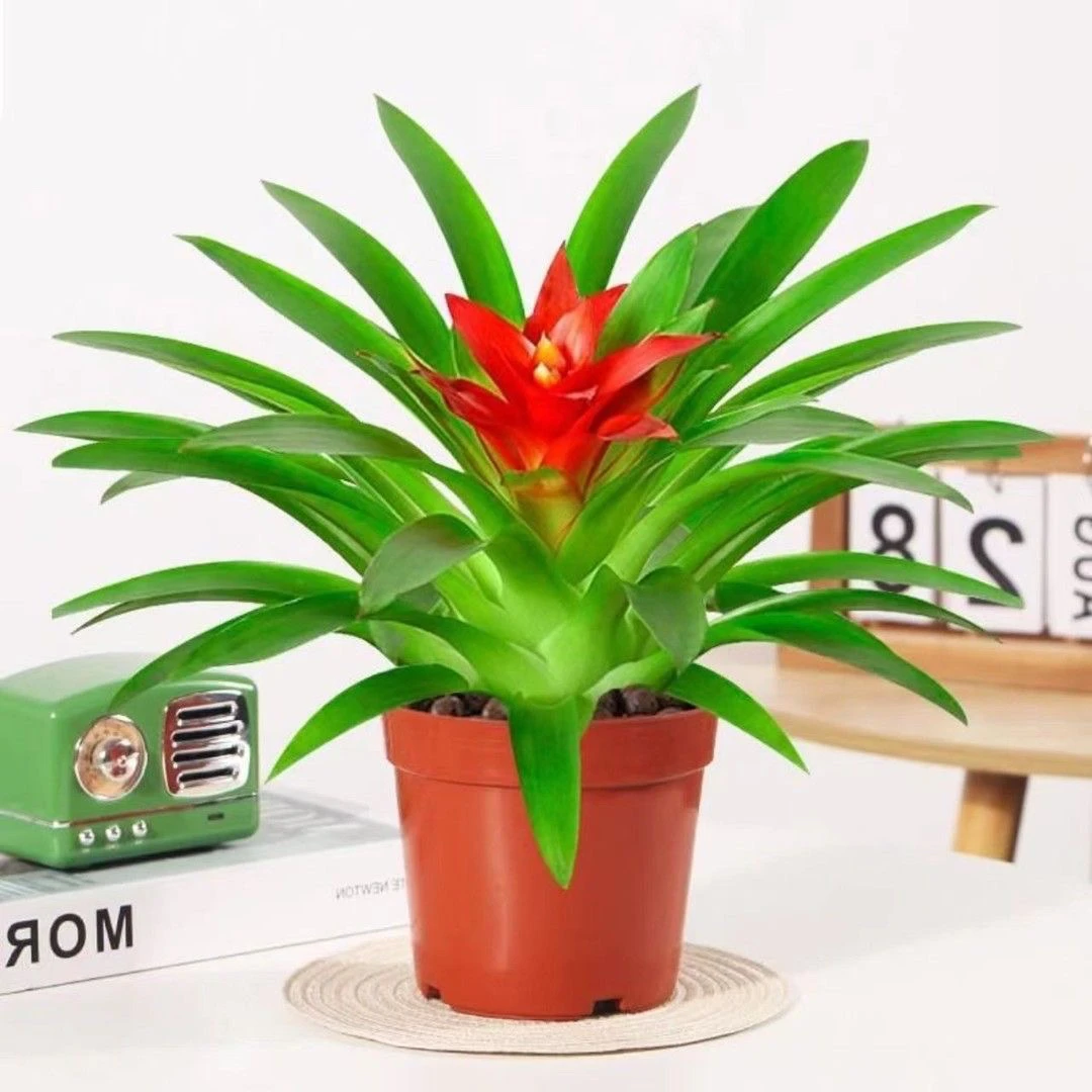 【带花发货】鸿运当头盆栽室内花卉凤梨红星红花好养活适合客厅书房