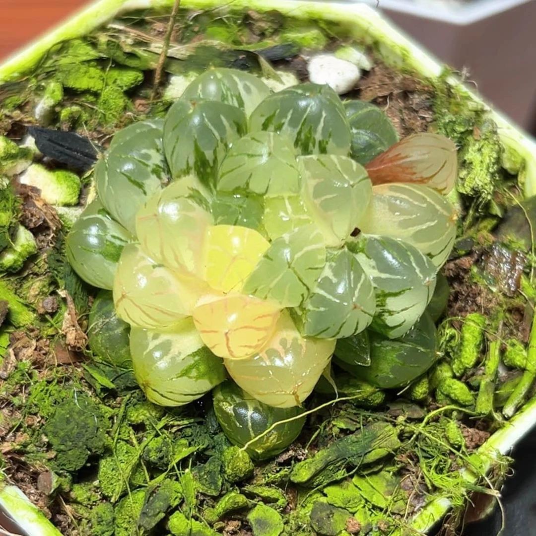 恭喜发财大吉大利2534