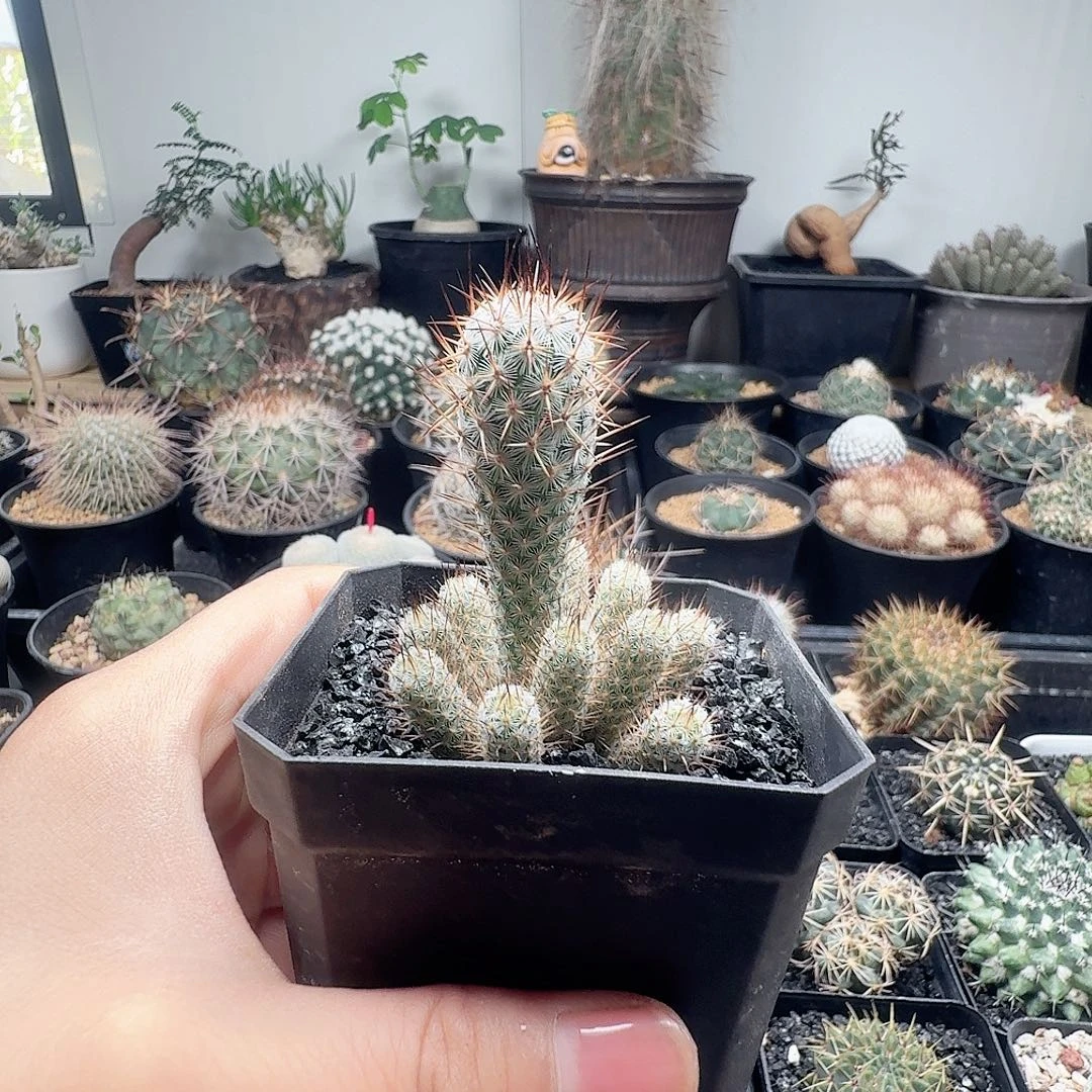 灰熊群生仙人球脱土发货