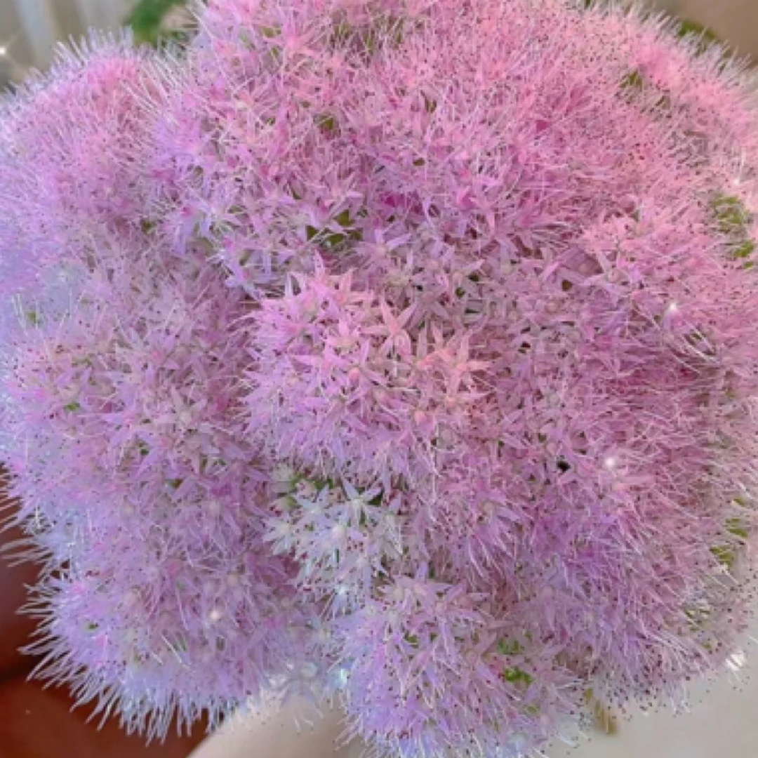 八宝景天多年生耐寒植物