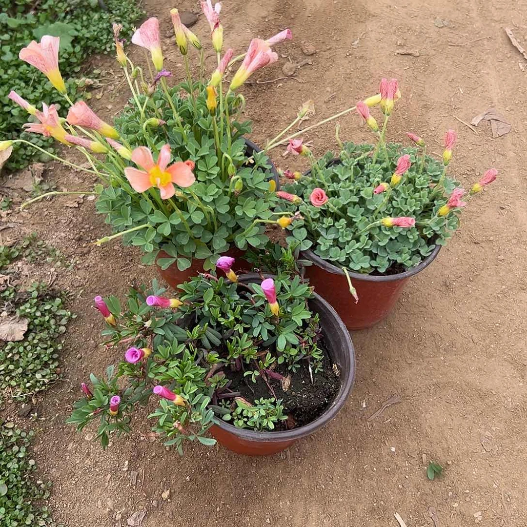 多肉植物三颗酢浆草