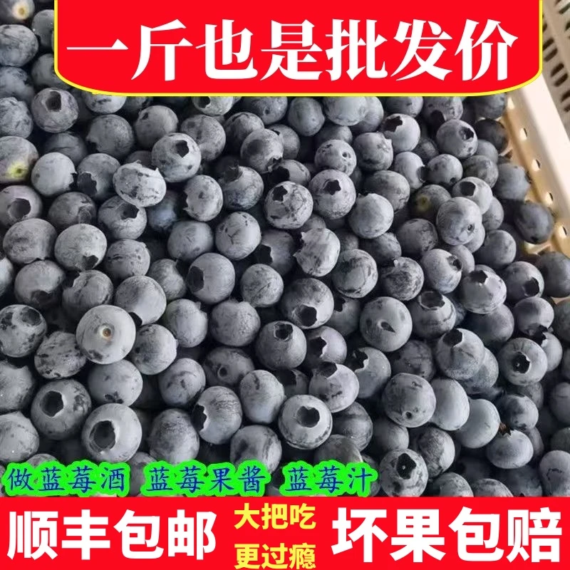 蓝莓1斤2斤3斤批发更划算现摘现发新鲜蓝莓半斤250g