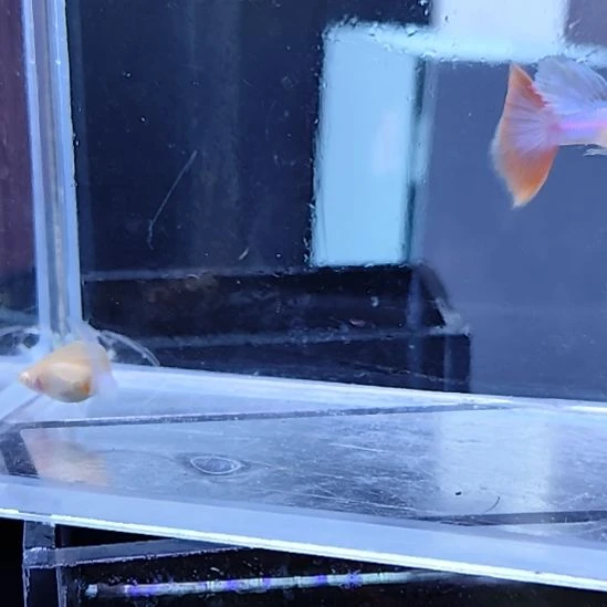 孔雀鱼14天使彩虹一对