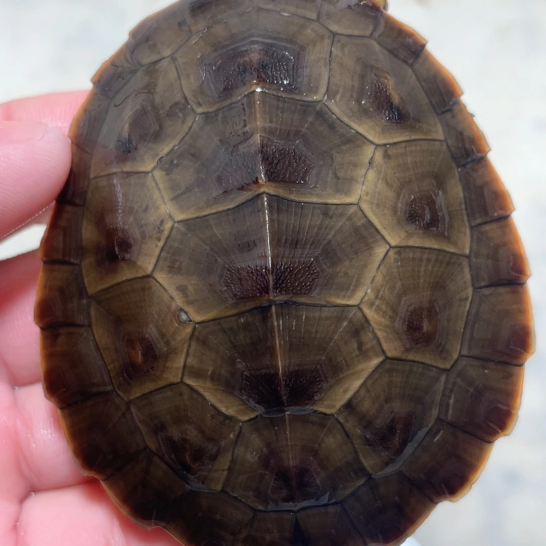 宠物龟不分公母圆澳7.8