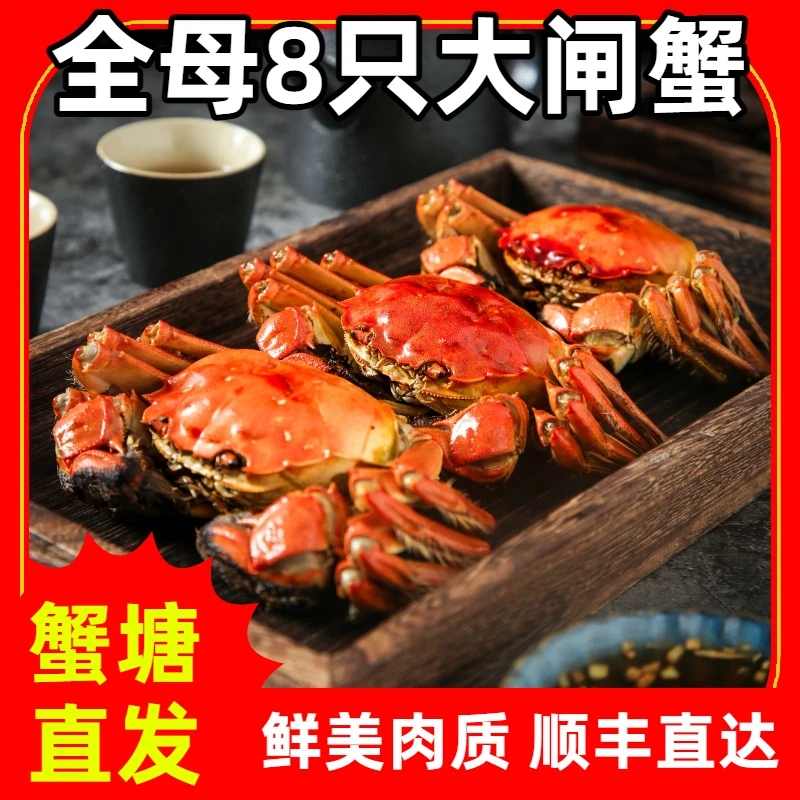 【活蟹现发】纯母江苏大闸蟹8只3两母（8只）
