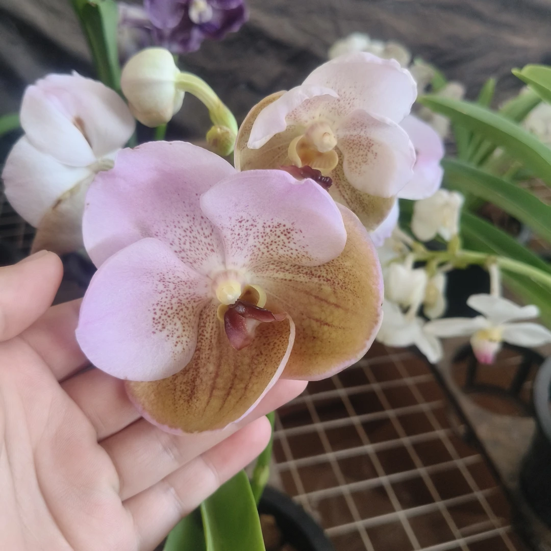 进口万代兰/多花色/盆栽