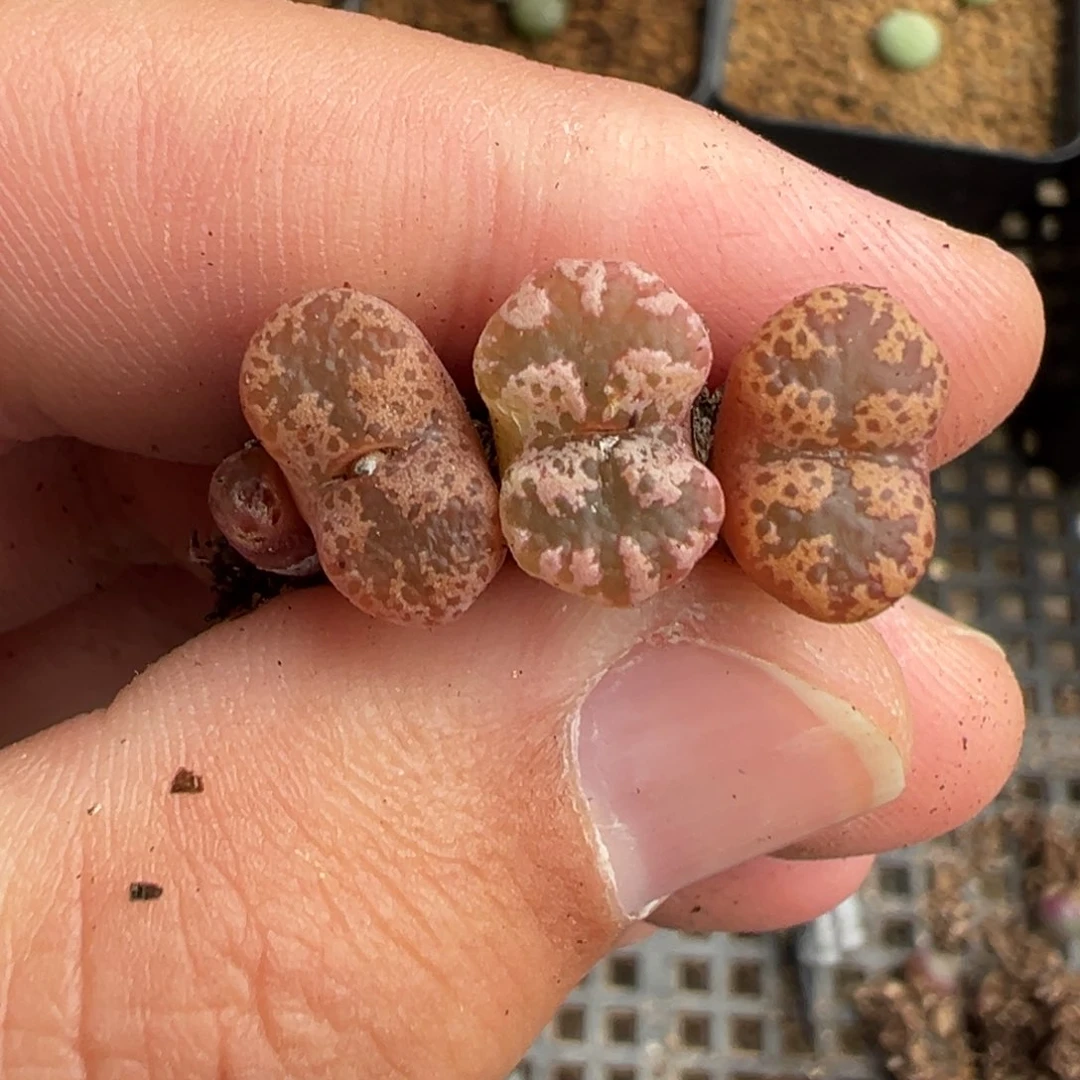 23-47肉锥多肉植物，