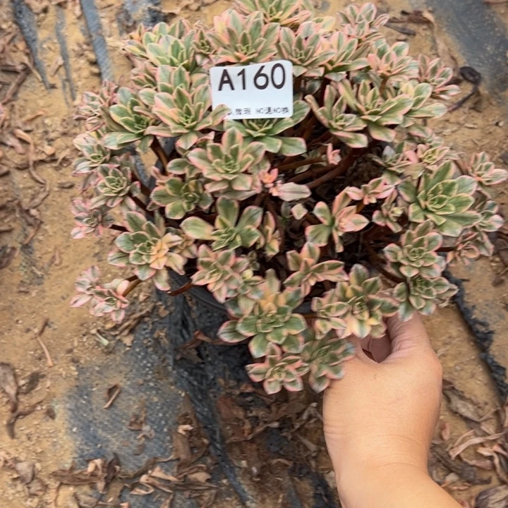 甜茶多肉植物160.