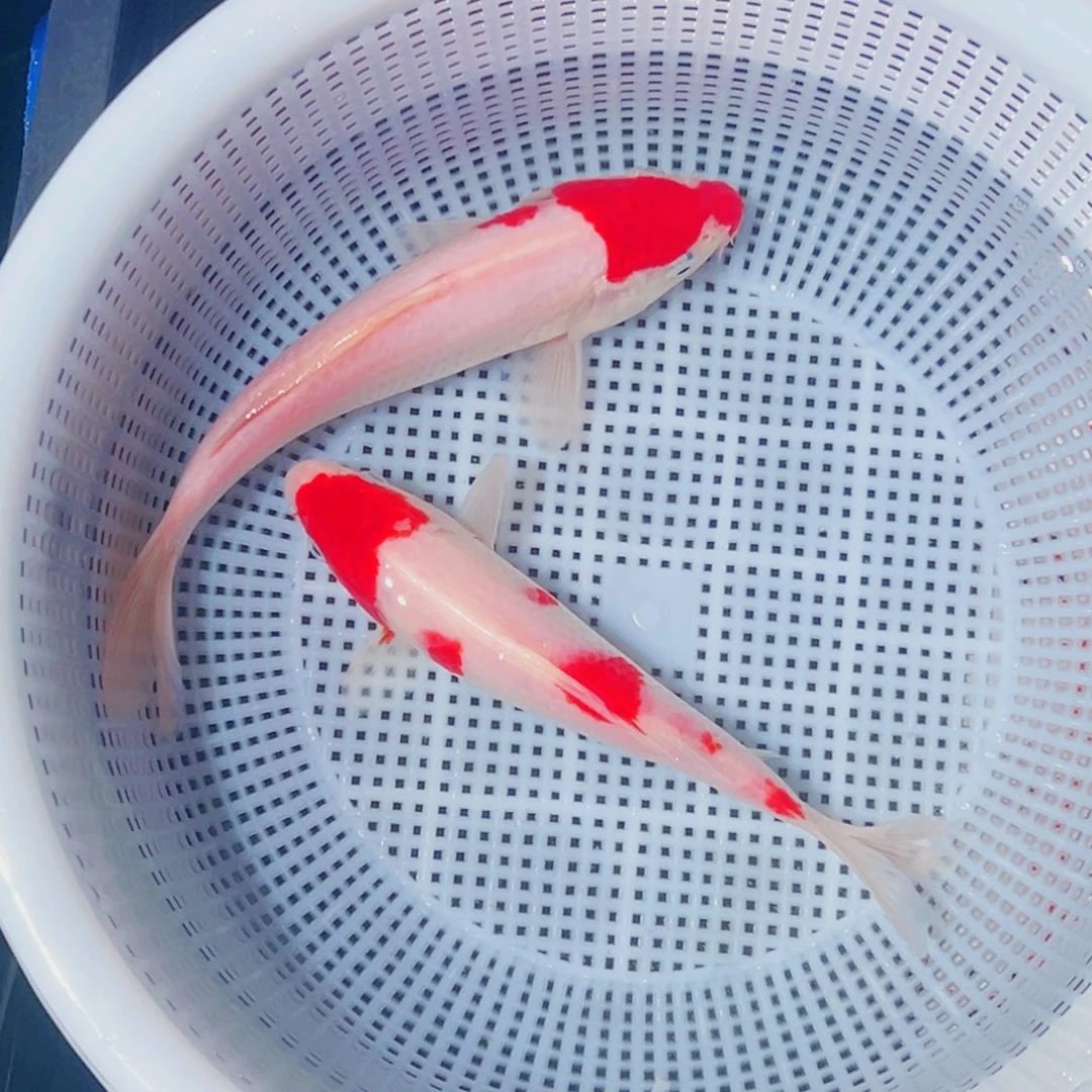 锦鲤锦鲤观赏鱼8888