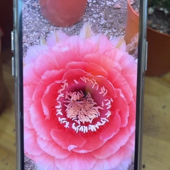 彩草507号3公分左右带根