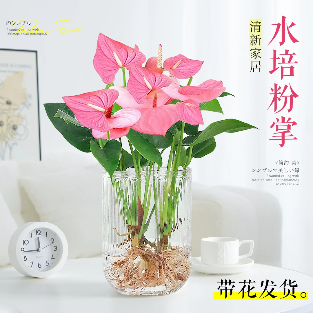水培植物粉掌盆栽花卉植物室内花办公室桌面四季开花好养红掌绿植