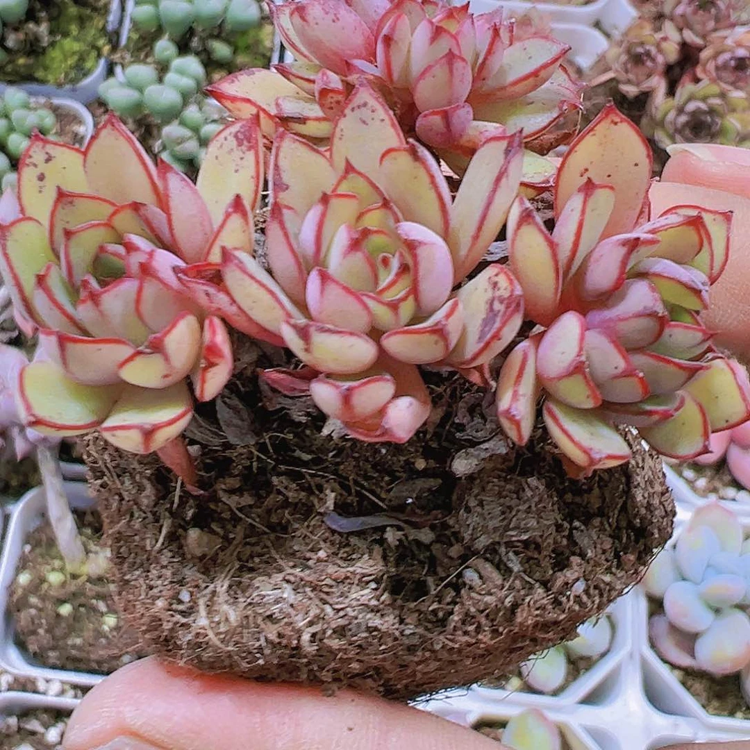 灰姑娘群生19包邮多肉