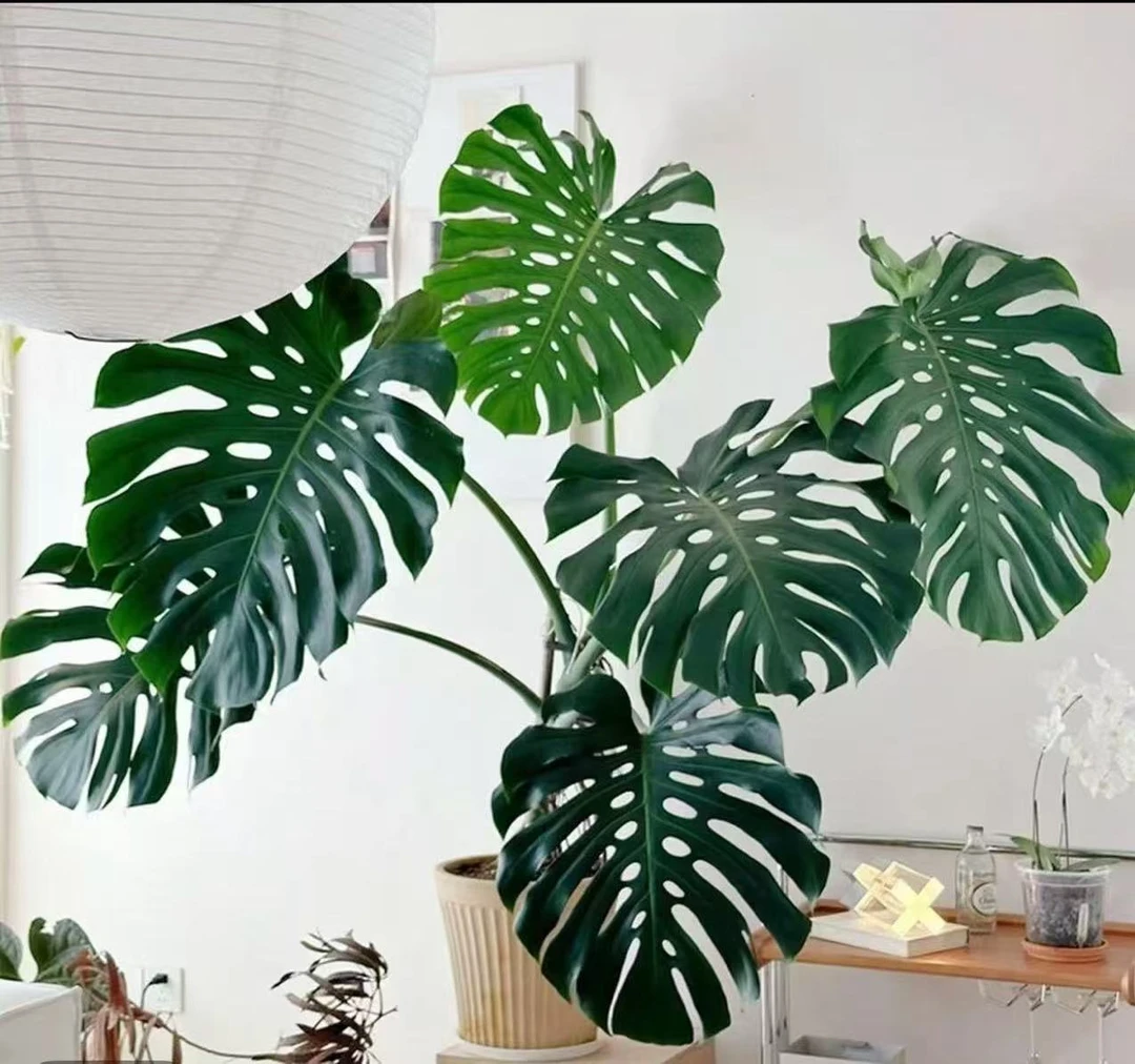 龟背竹盆栽绿植花卉室内易养护可净化空气
