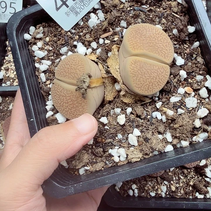 都可以是个什么样子498