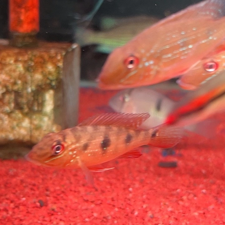 班***杰慈鲷鱼5.5-6厘米三点宝石2只