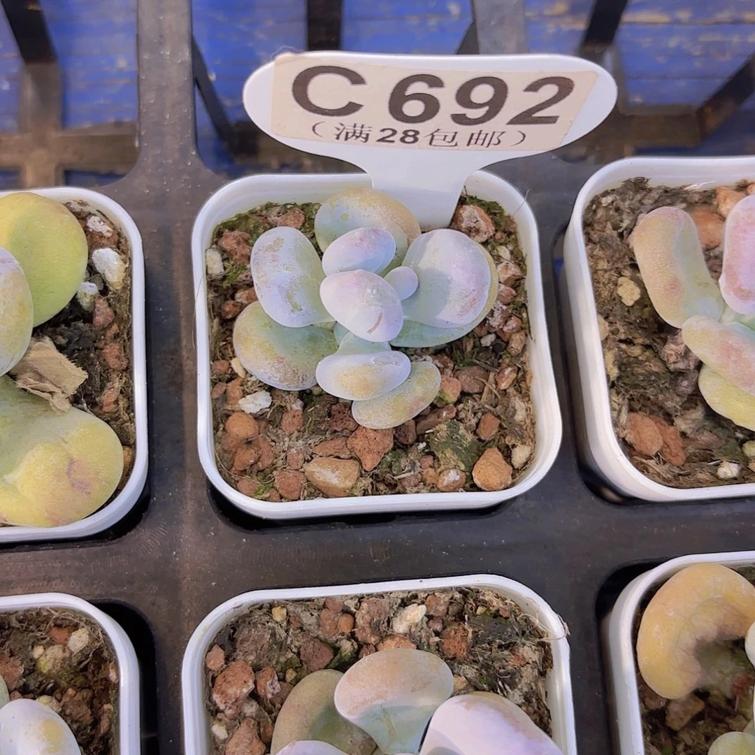 C692油煎丸子一物一拍