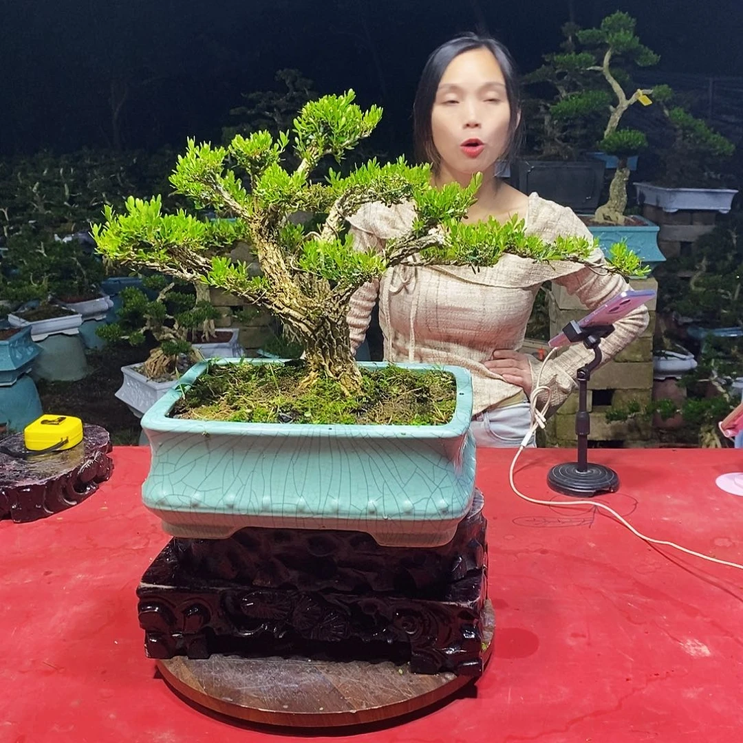 完全开放广东黄杨盆景