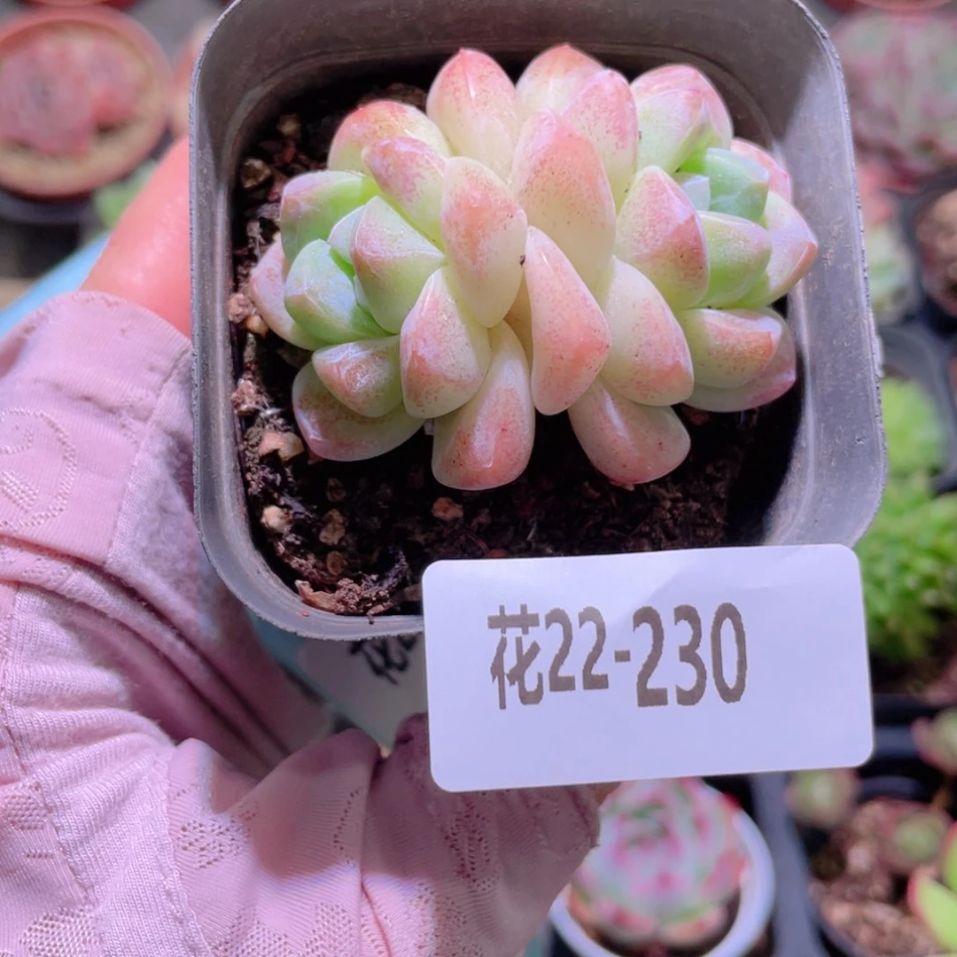 花利美22-230冰玉