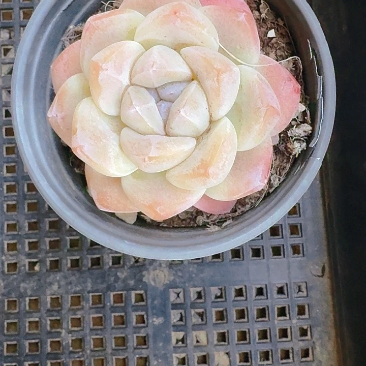 Y*多肉植物一物一拍