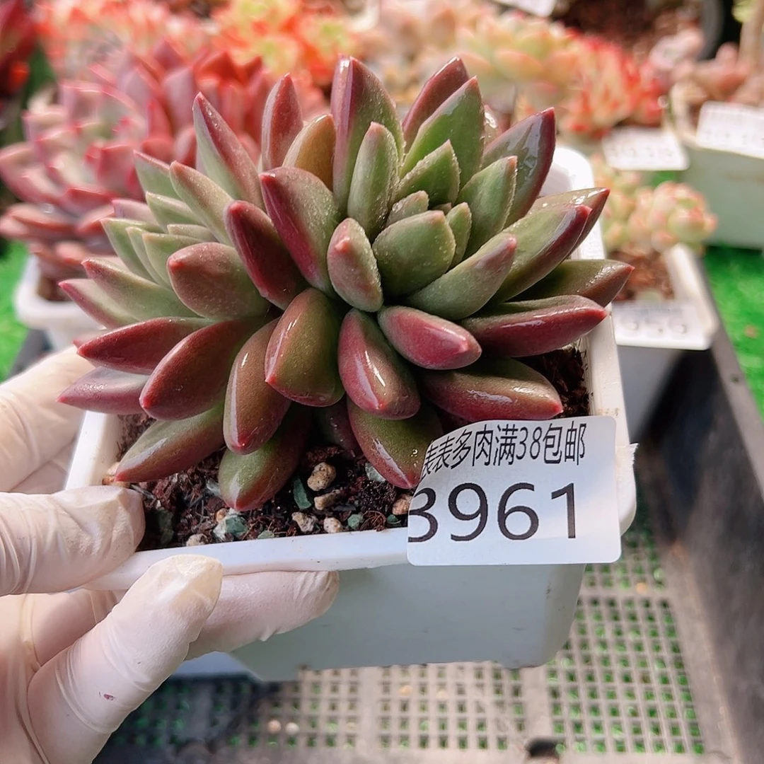 无花朵多肉一物一拍植物3961