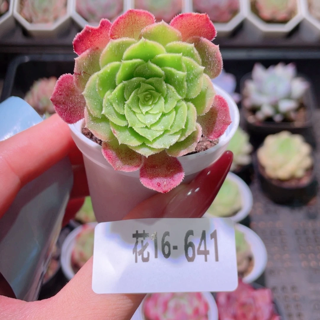 花利美16-641法师