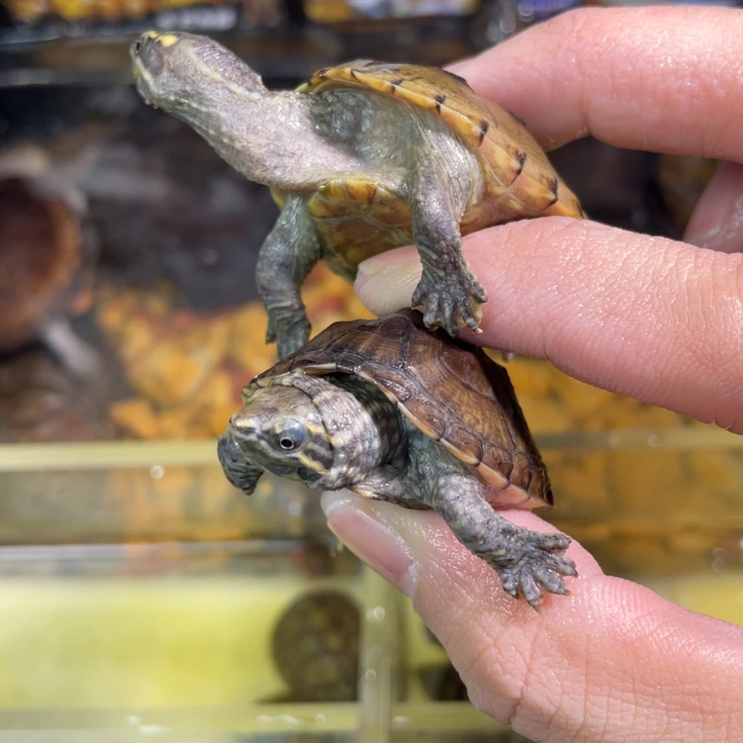 母?****丶点点滴滴的订单