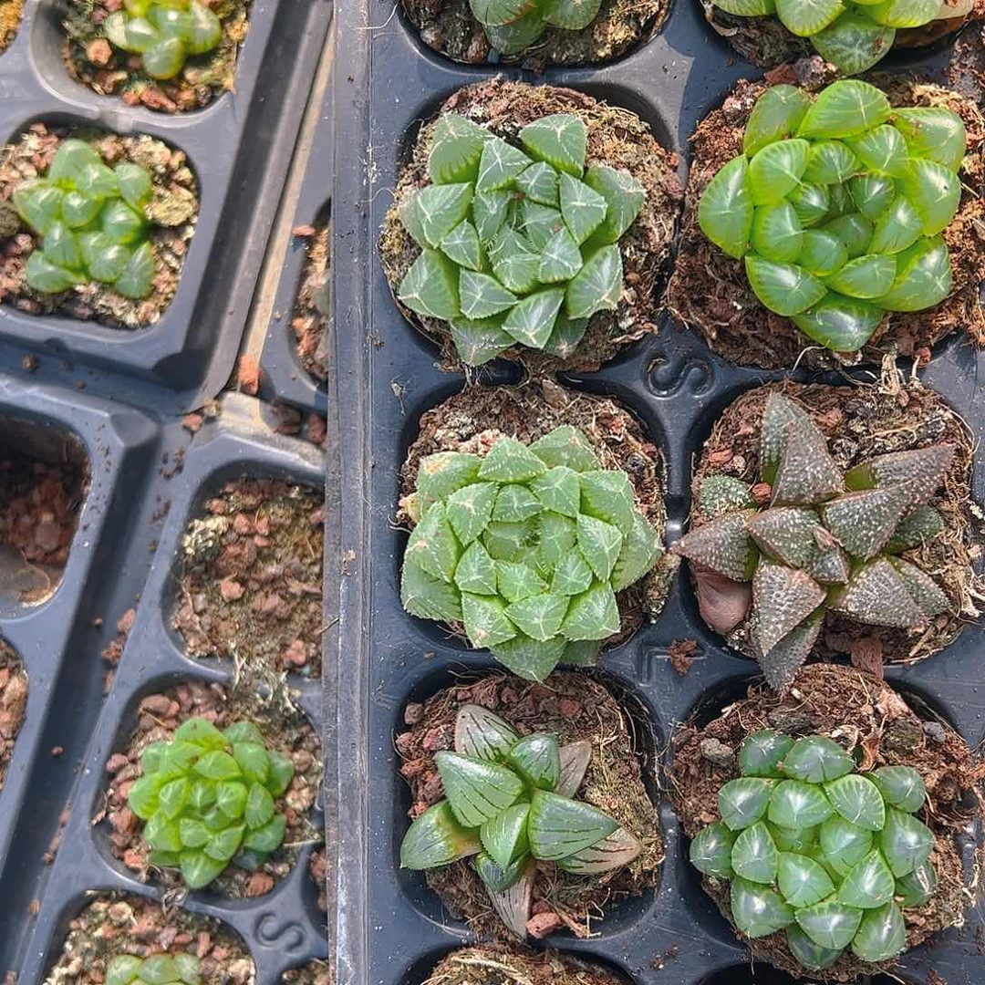 直播福利一物一拍61