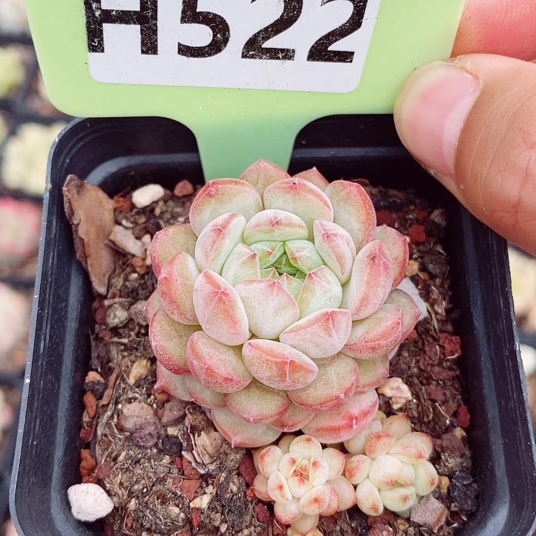 福利5cm多肉植物