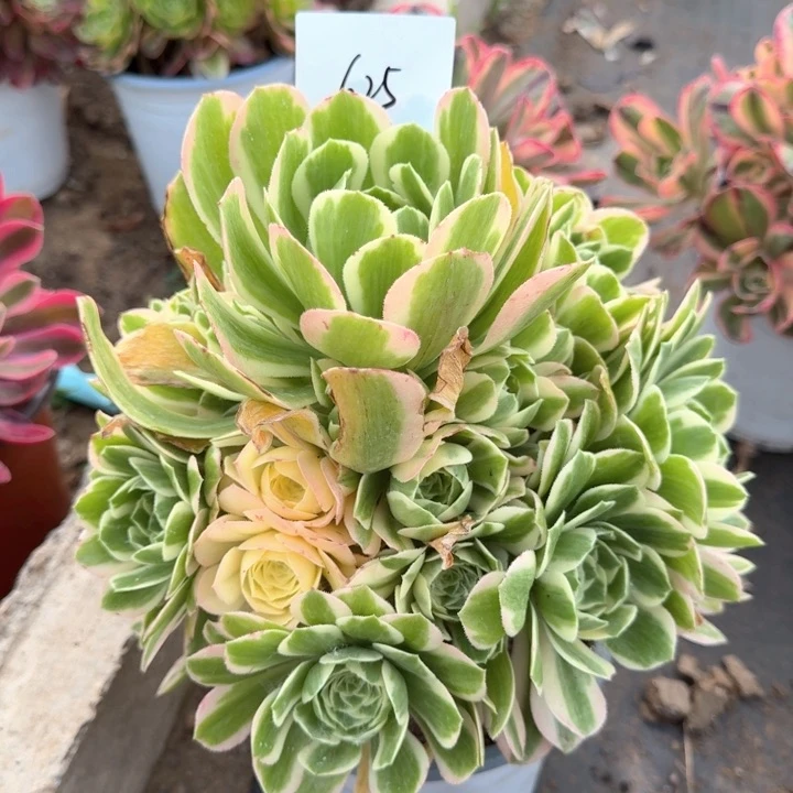 迈巴赫法师一颗625