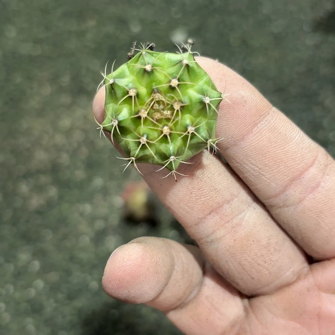 燚***爱泰国米哈实生48-1121