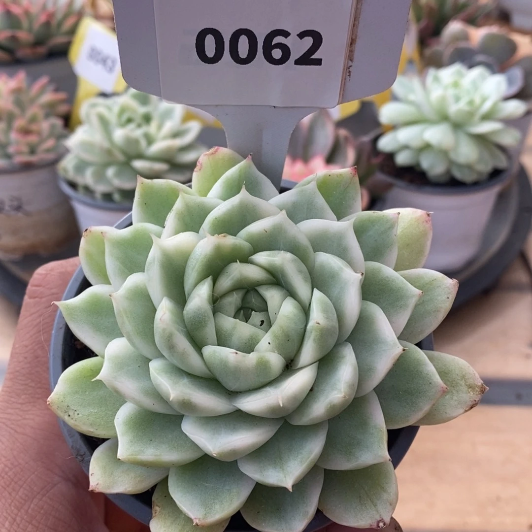 0062麦秆哈哈哈哈哈哈
