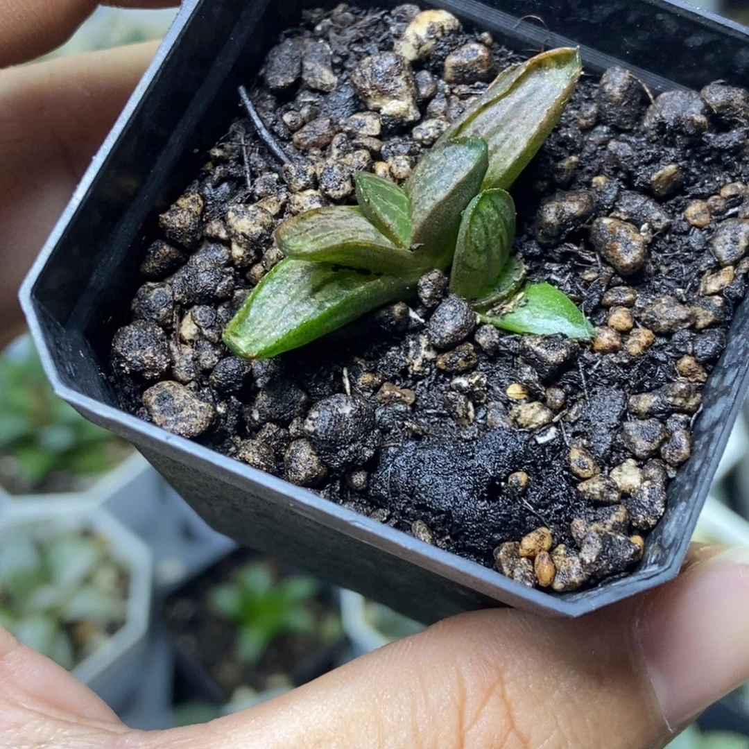 原始黑王一物一拍