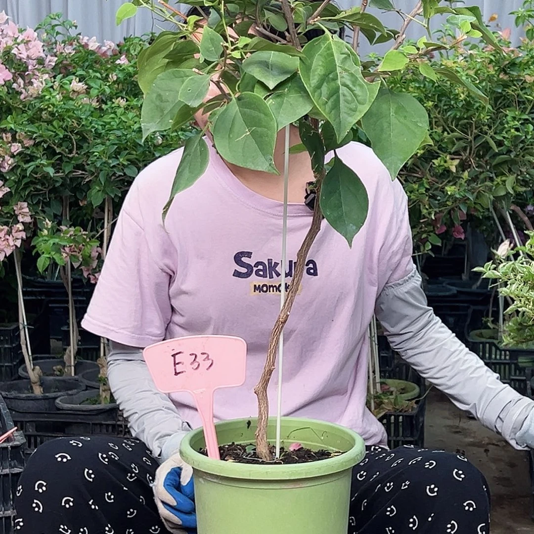 懿****大部分花苞少量开放E33随机棒棒糖一颗