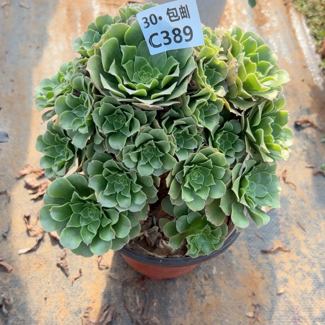 389 绿杨蓉多肉法师