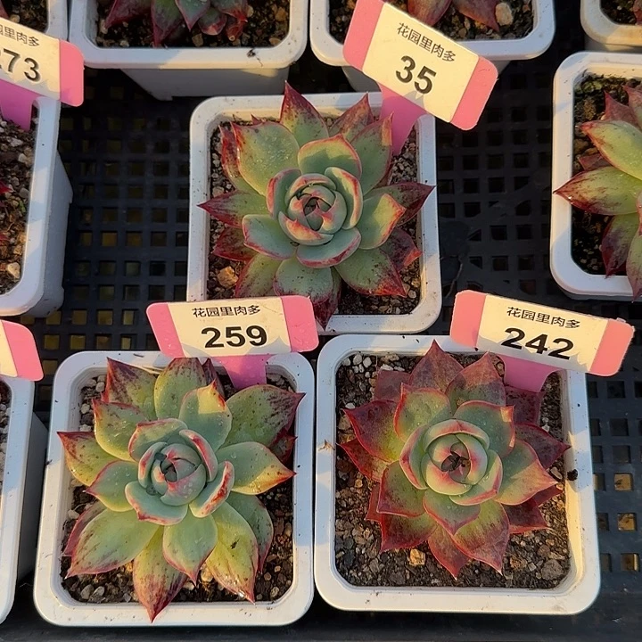 *****35-259-242 惊鸿单头多肉6-9CM冠幅