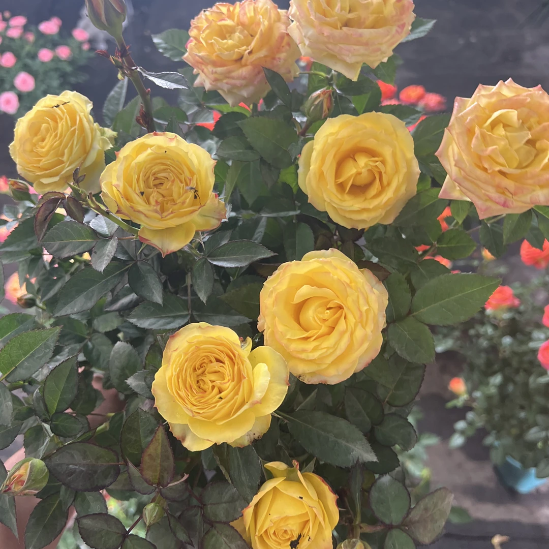 【卡特琳娜】黄色月季露天种植四季开花耐寒耐热花期长庭院盆栽