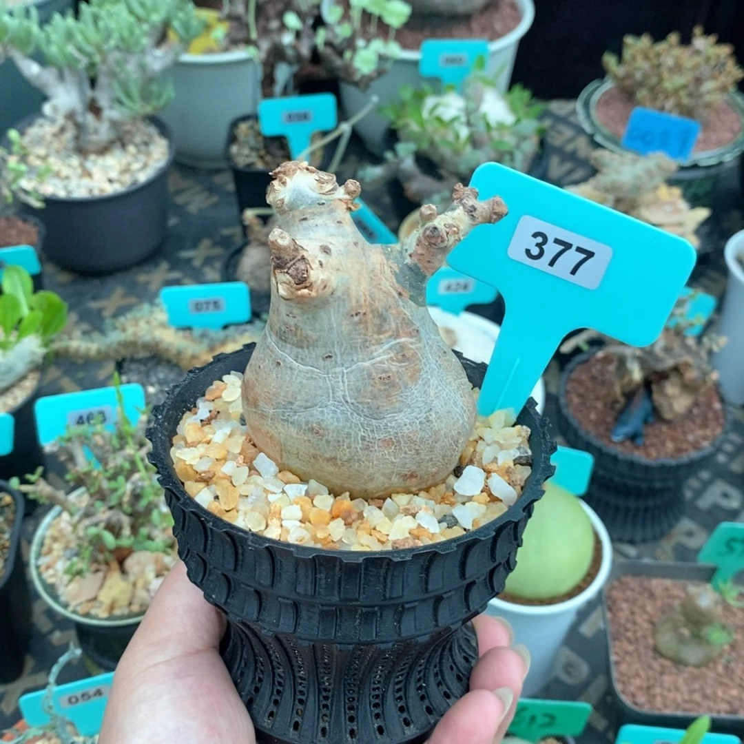 索马里碎叶葡萄翁产地多肉植物