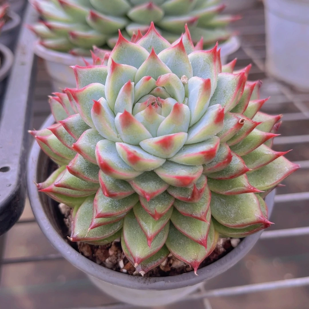 桃夭仙子8.8公分999999000