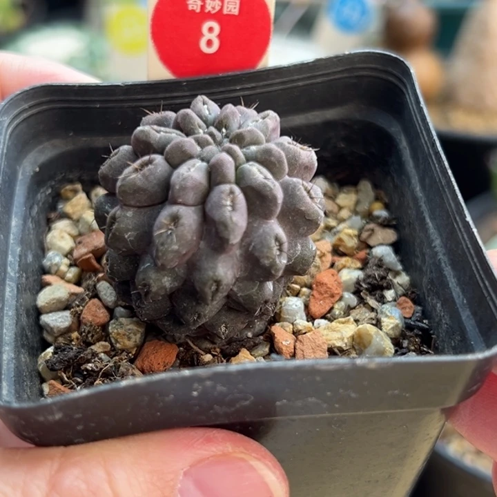 实生紫皮豹头一棵仙人球