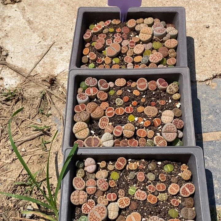 利***群生石花等植物的生长791