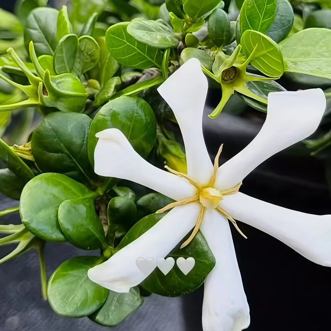 【伏魔珠】贵货栀子花盆栽浓香多季花好养净化空气花卉绿植