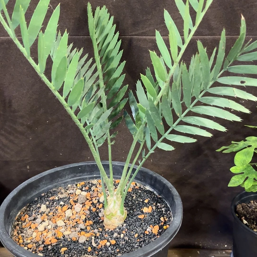 汤圆植物云山苏铁和