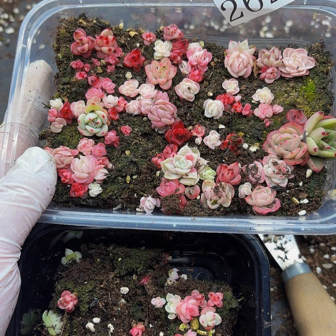 多肉植物多肉植物262