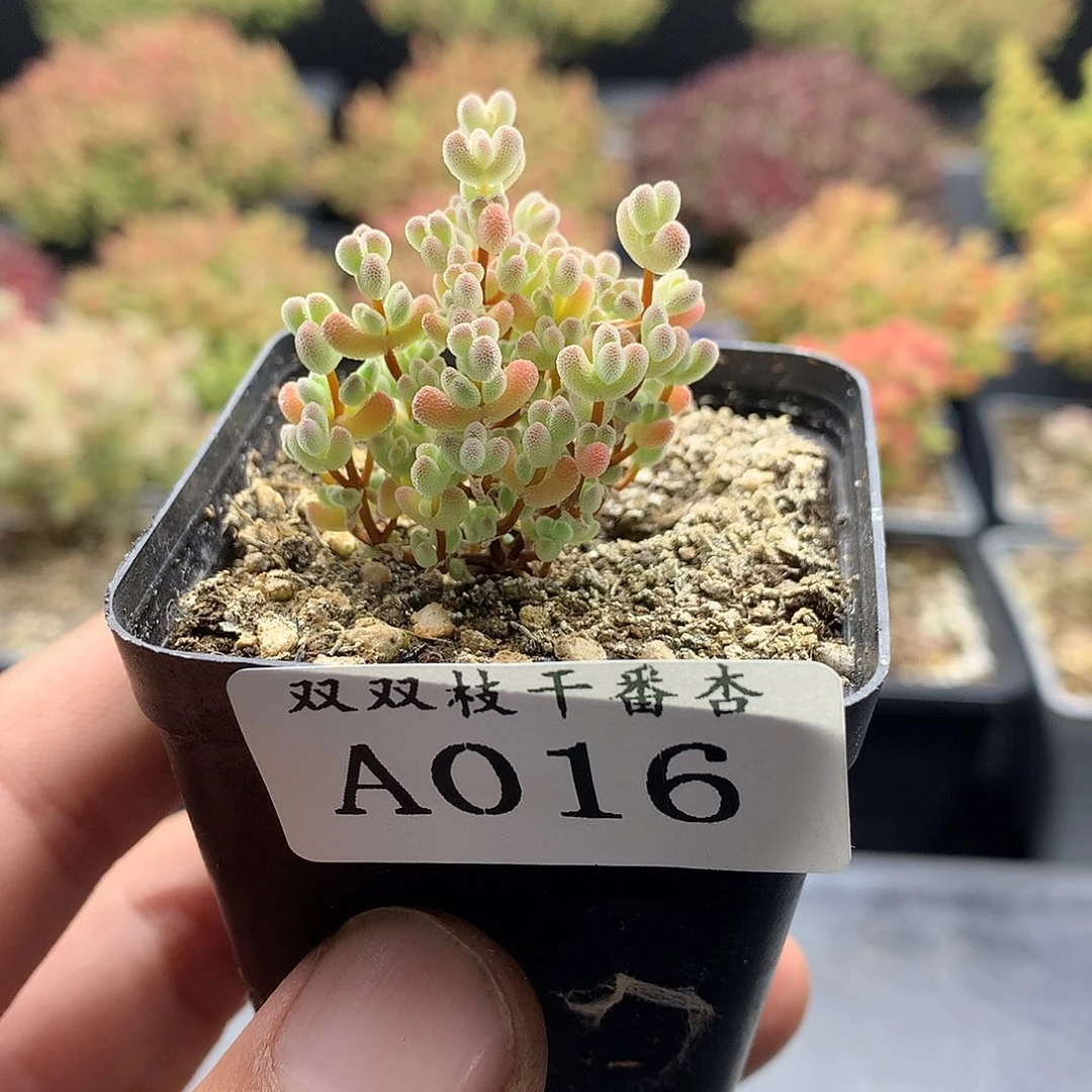 016实生莱斯。