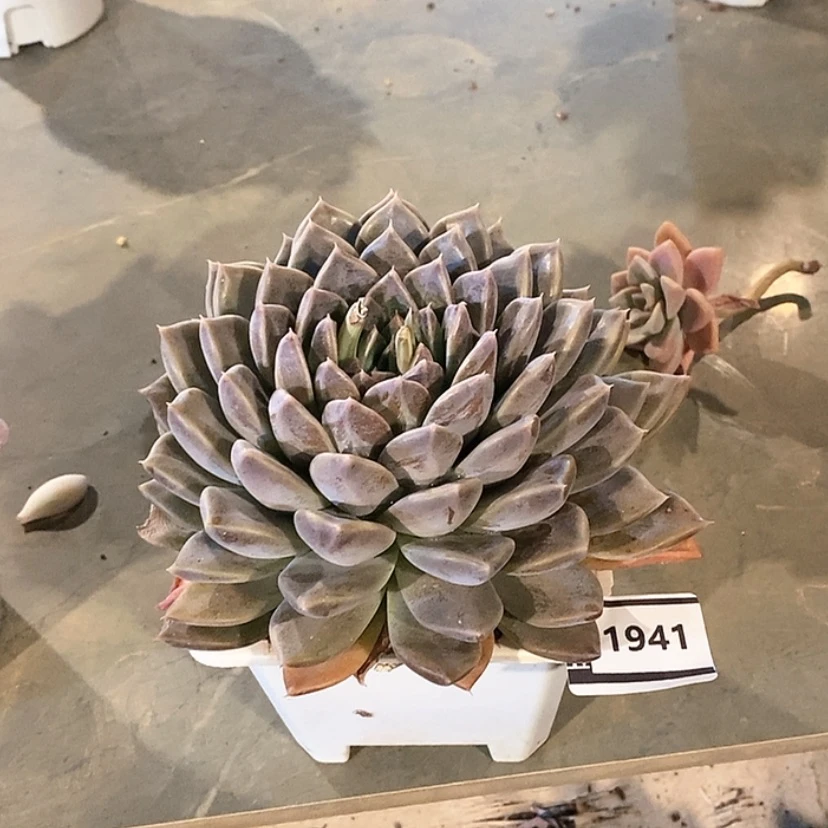 【闪购商品】星云杂1941