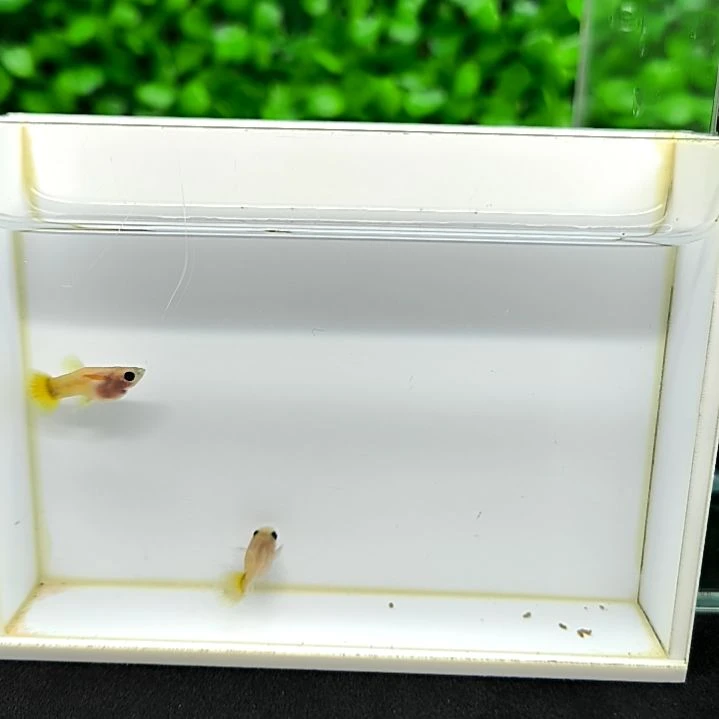 海水鱼精品孔雀鱼，黄金玻璃猫，一公一母。