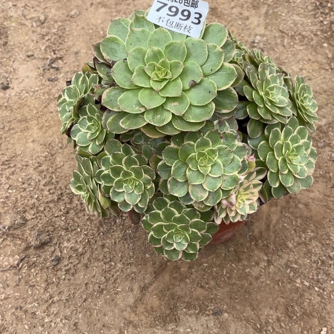 Q. 7993万花筒多肉。ba