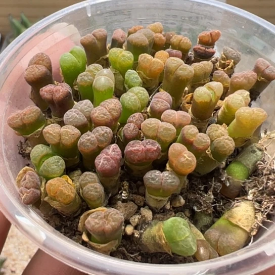 y****畅切糕风铃一盒80。